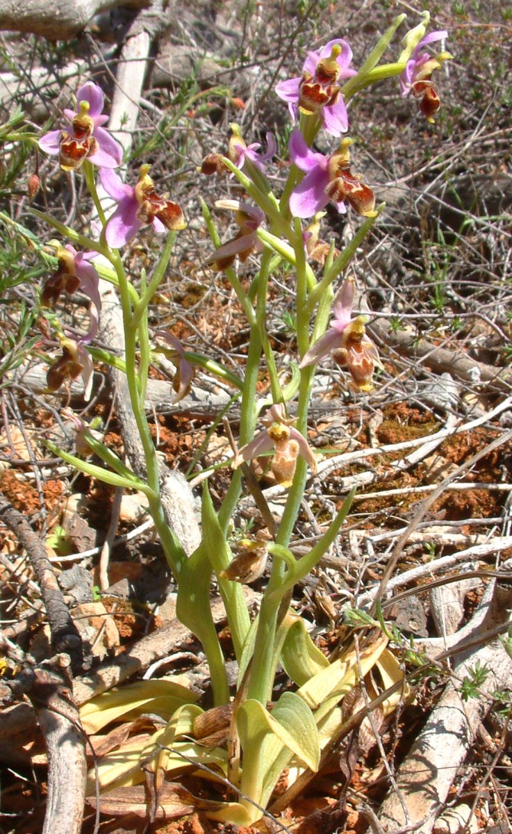 Ultime orchidee per quest''anno - Dalla Grecia con passione